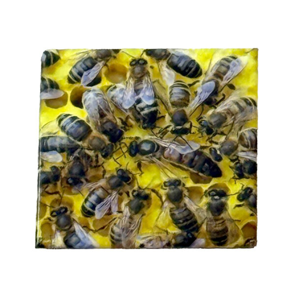 Magnet "reine dans la ruche" 65*65mm