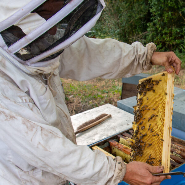 Formation Récolte : 1 jour 9h-12H30 14h-17h