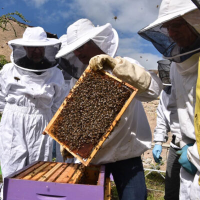 STAGES APICULTURE
